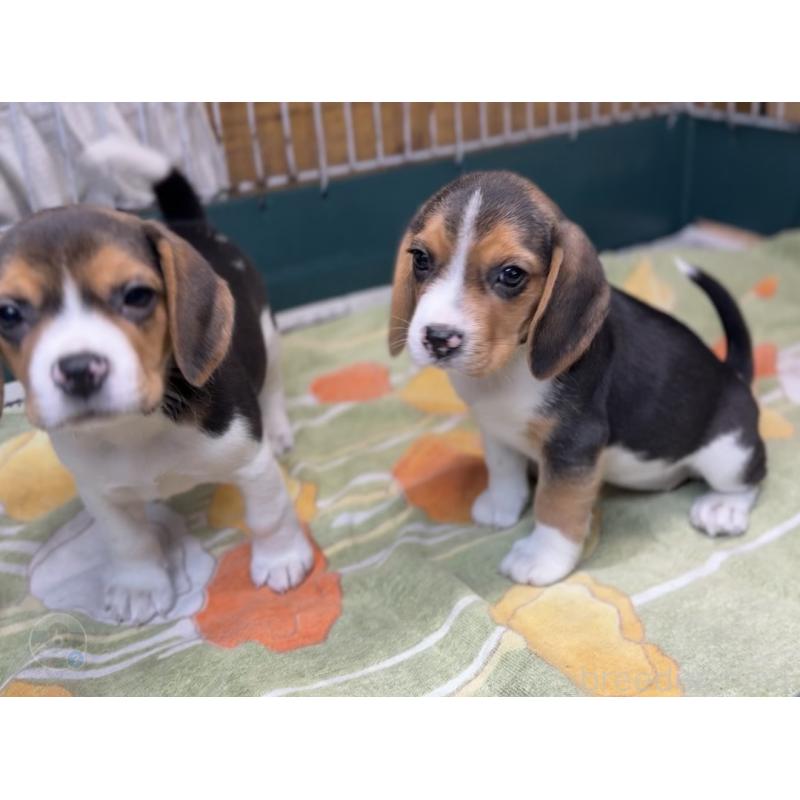 販売中の愛知県のビーグル-450422の2枚目
