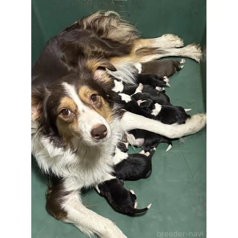 販売中の東京都のボーダーコリー-450423