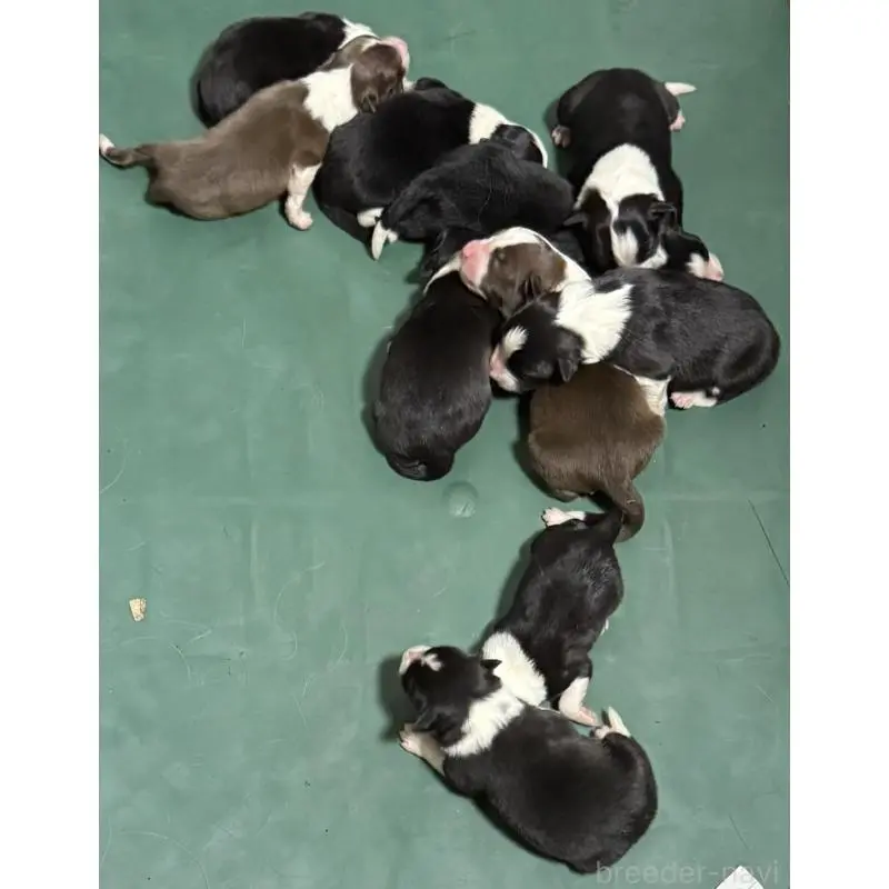 販売中の東京都のボーダーコリー-450424の3枚目