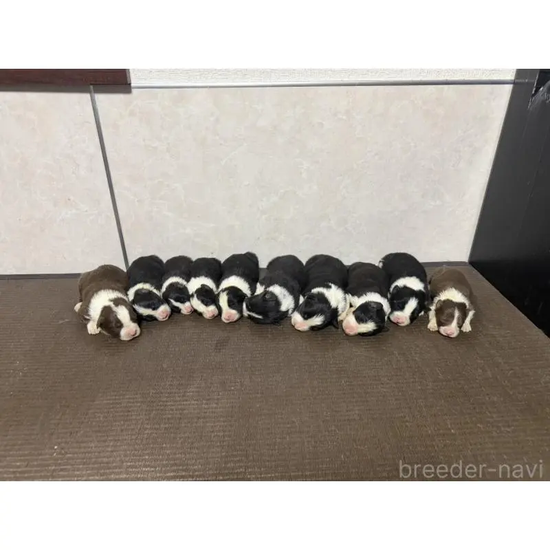 販売中の東京都のボーダーコリー-450424の2枚目