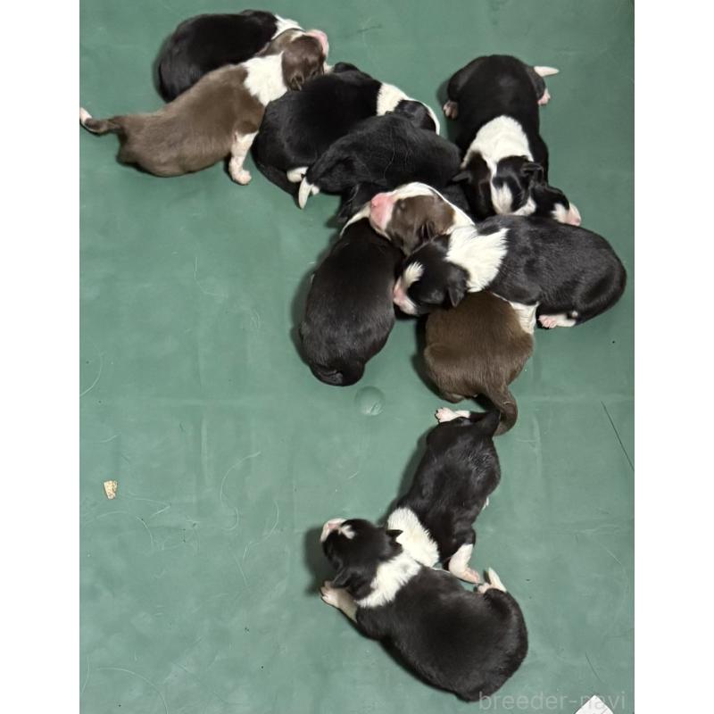 販売中の東京都のボーダーコリー-450426の3枚目