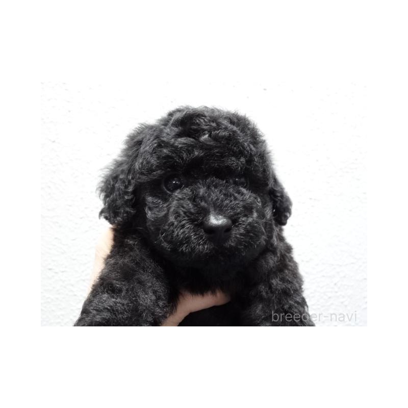 販売中の大阪府のタイニープードル-450427の4枚目