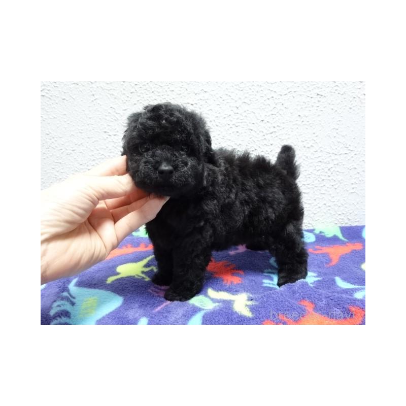 販売中の大阪府のタイニープードル-450427の3枚目