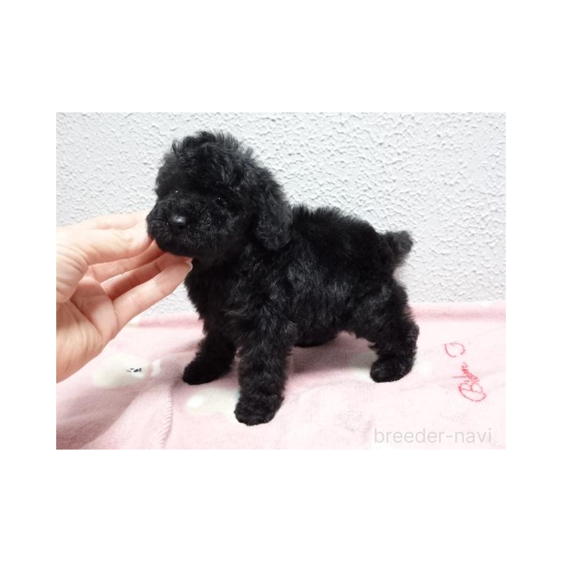 販売中の大阪府のタイニープードル-450428の5枚目