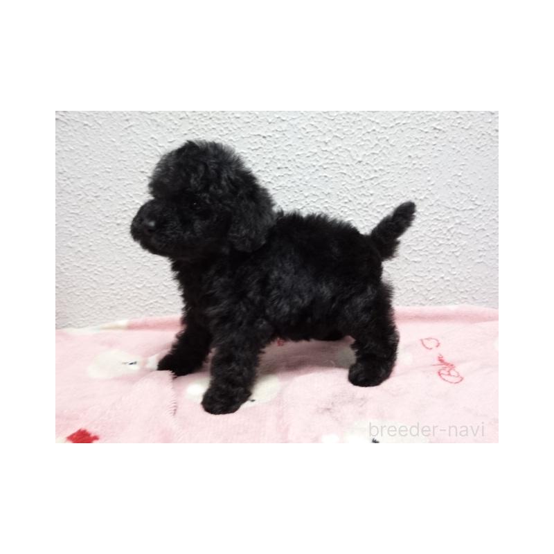 販売中の大阪府のタイニープードル-450428の3枚目