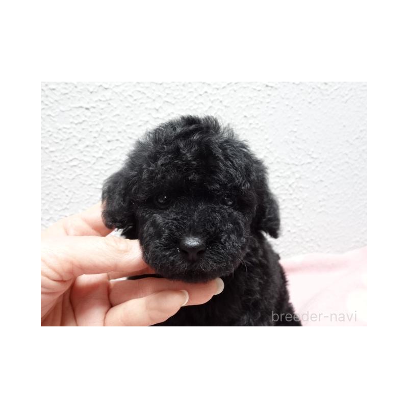 販売中の大阪府のタイニープードル-450428の2枚目