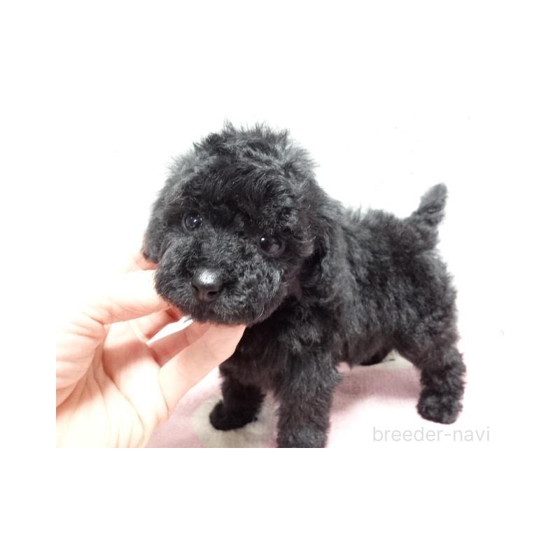 販売中の大阪府のタイニープードル-450430の5枚目