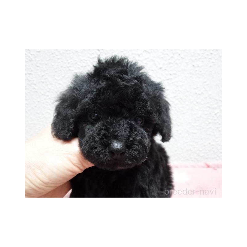 販売中の大阪府のタイニープードル-450430の4枚目