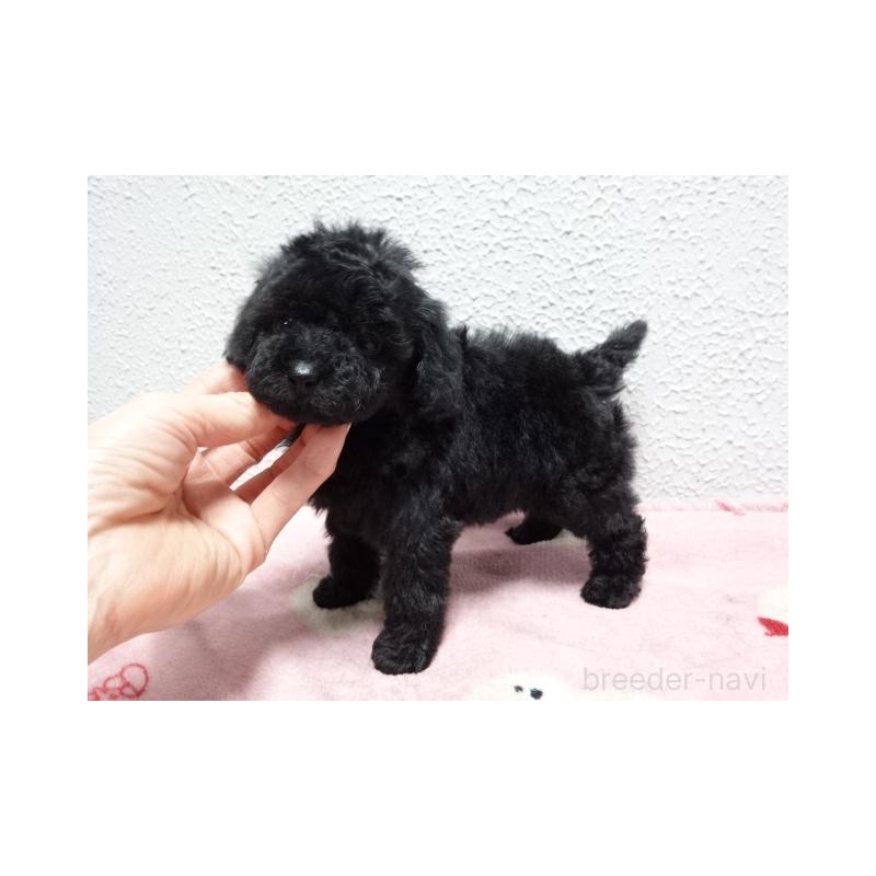 販売中の大阪府のタイニープードル-450430の3枚目