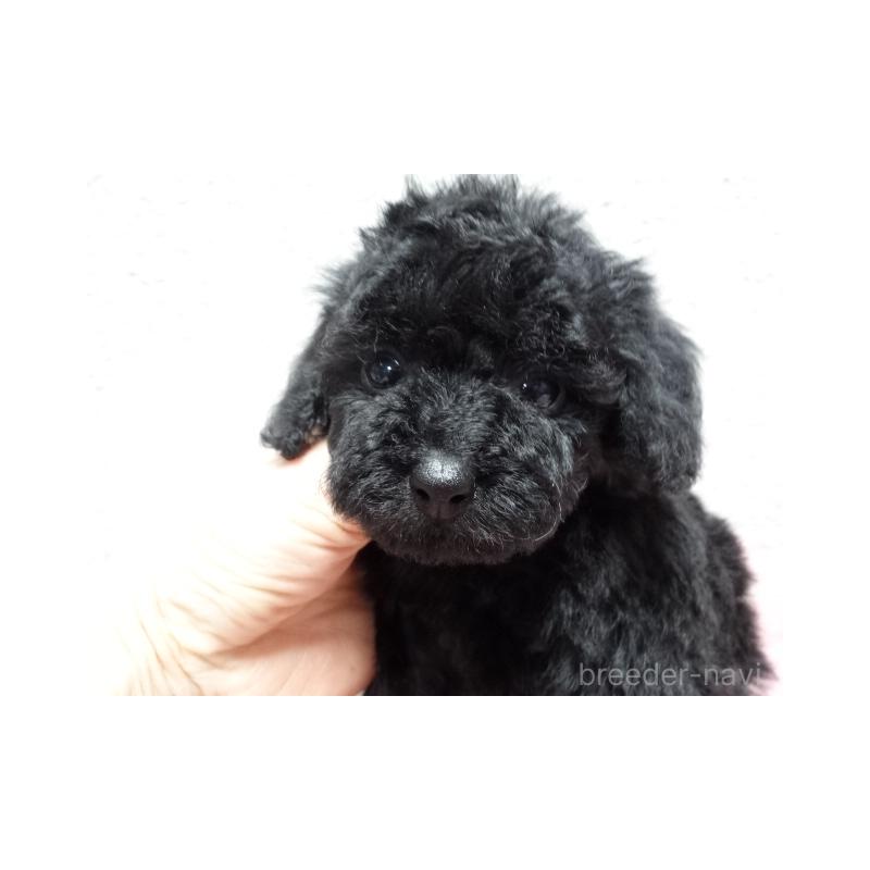 販売中の大阪府のタイニープードル-450430の2枚目