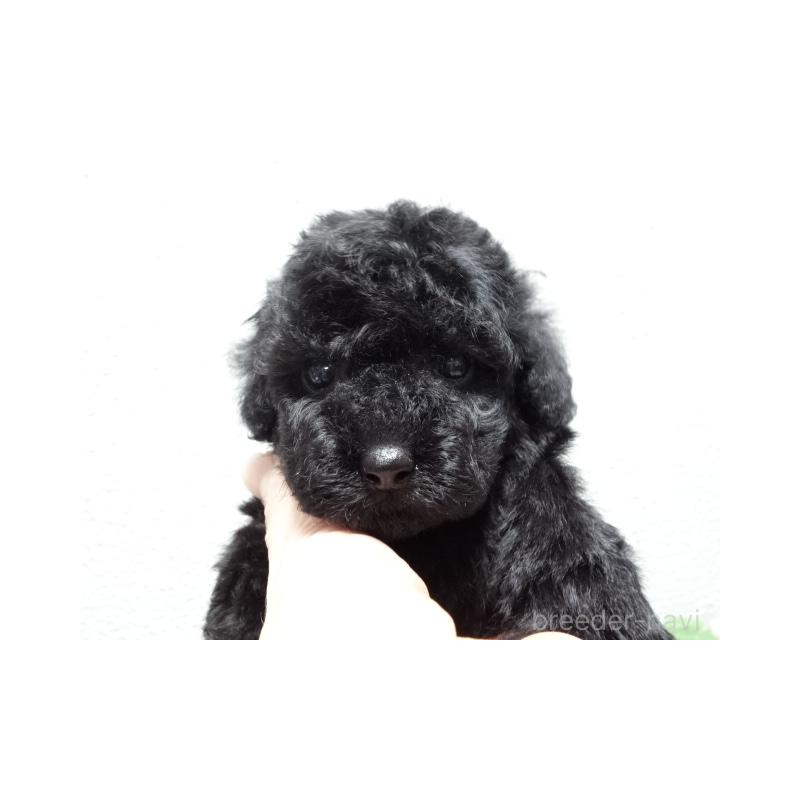 販売中の大阪府のタイニープードル-450431の5枚目