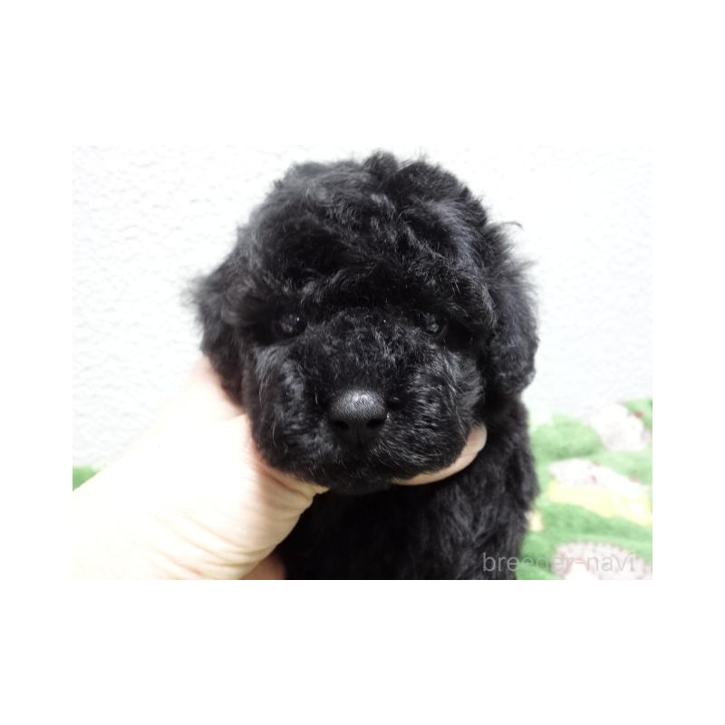 販売中の大阪府のタイニープードル-450431の4枚目