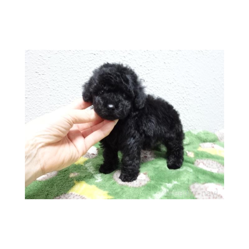 販売中の大阪府のタイニープードル-450431の3枚目