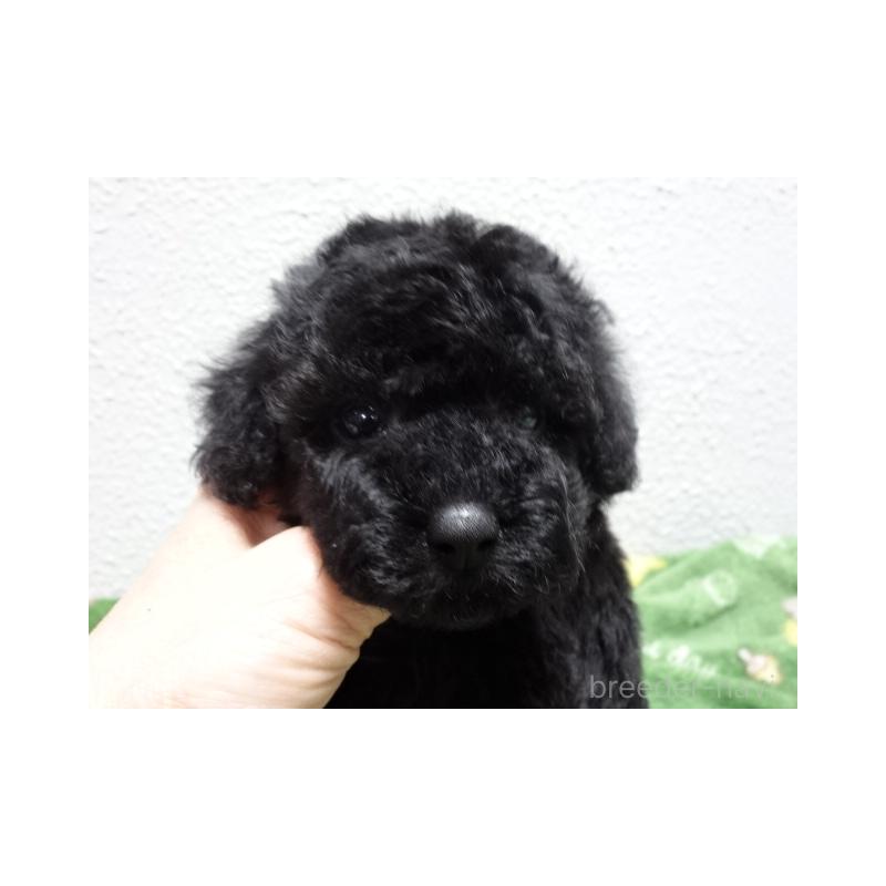 販売中の大阪府のタイニープードル-450431の2枚目