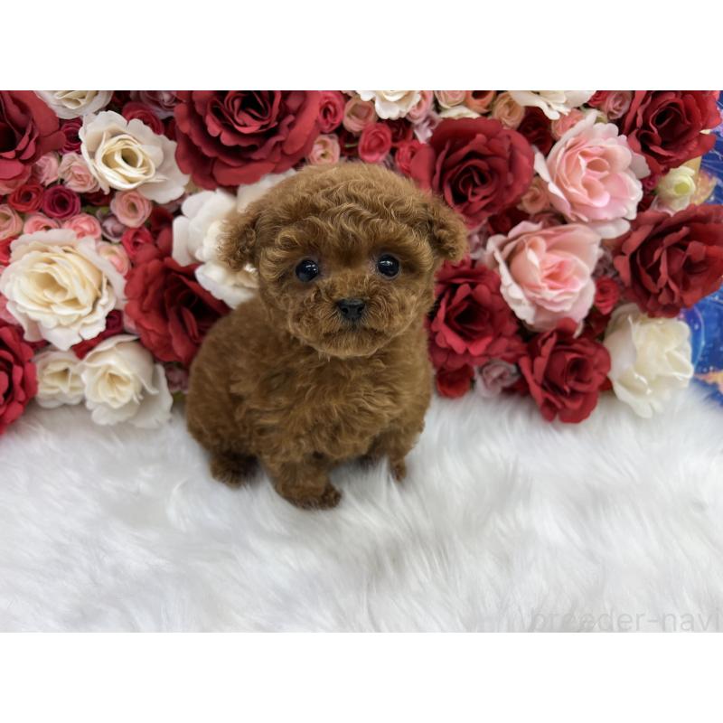 販売中の東京都のティーカッププードル-450433の4枚目