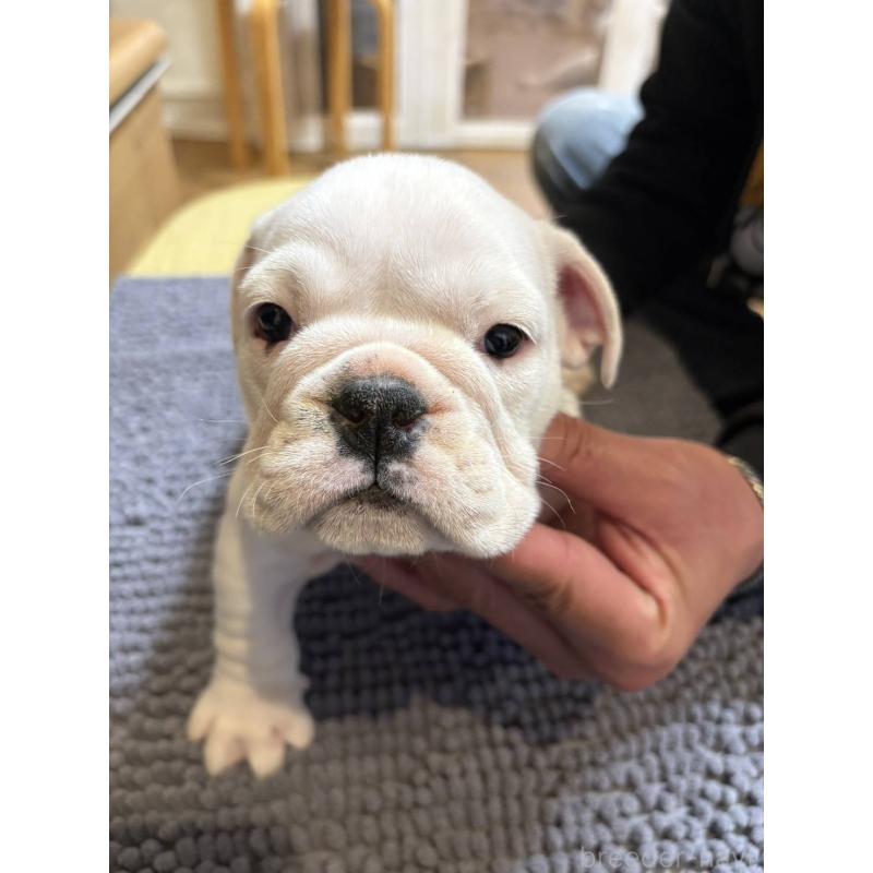 販売中の茨城県のブルドッグ-450434の2枚目