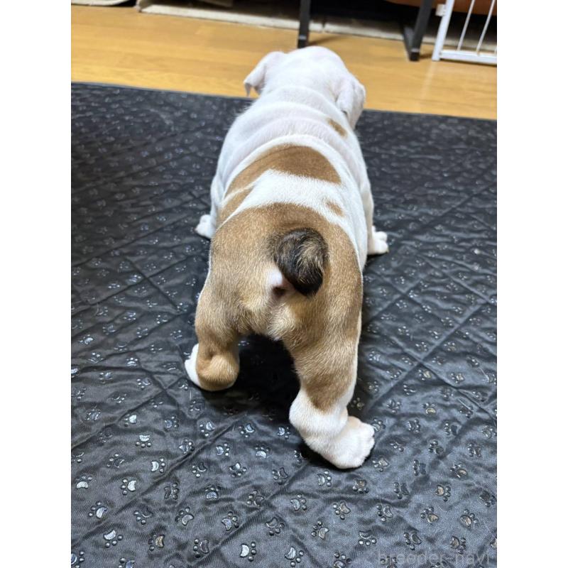 販売中の茨城県のブルドッグ-450435の4枚目