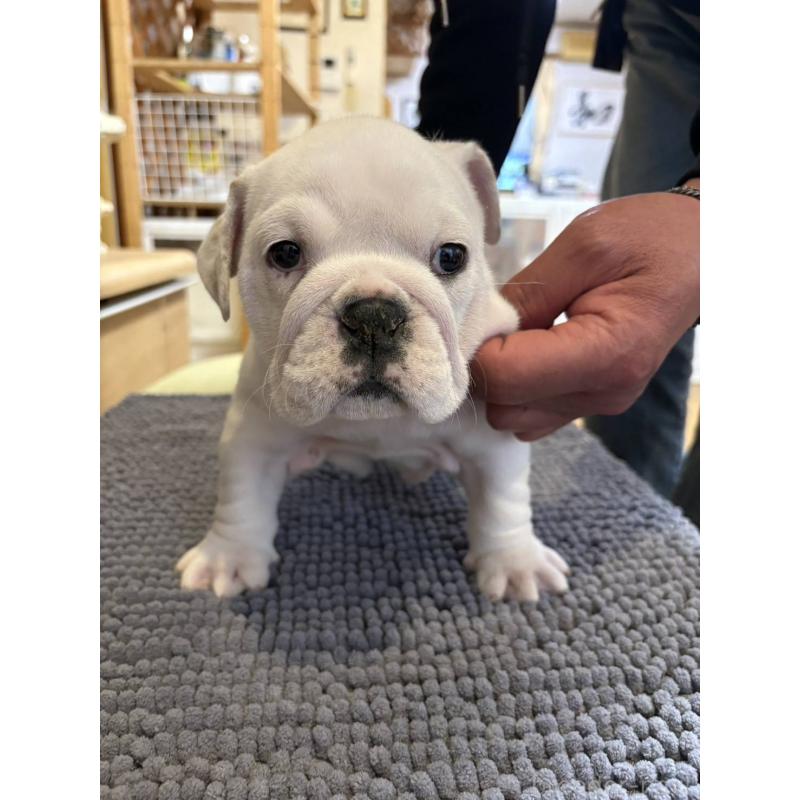 販売中の茨城県のブルドッグ-450435の2枚目