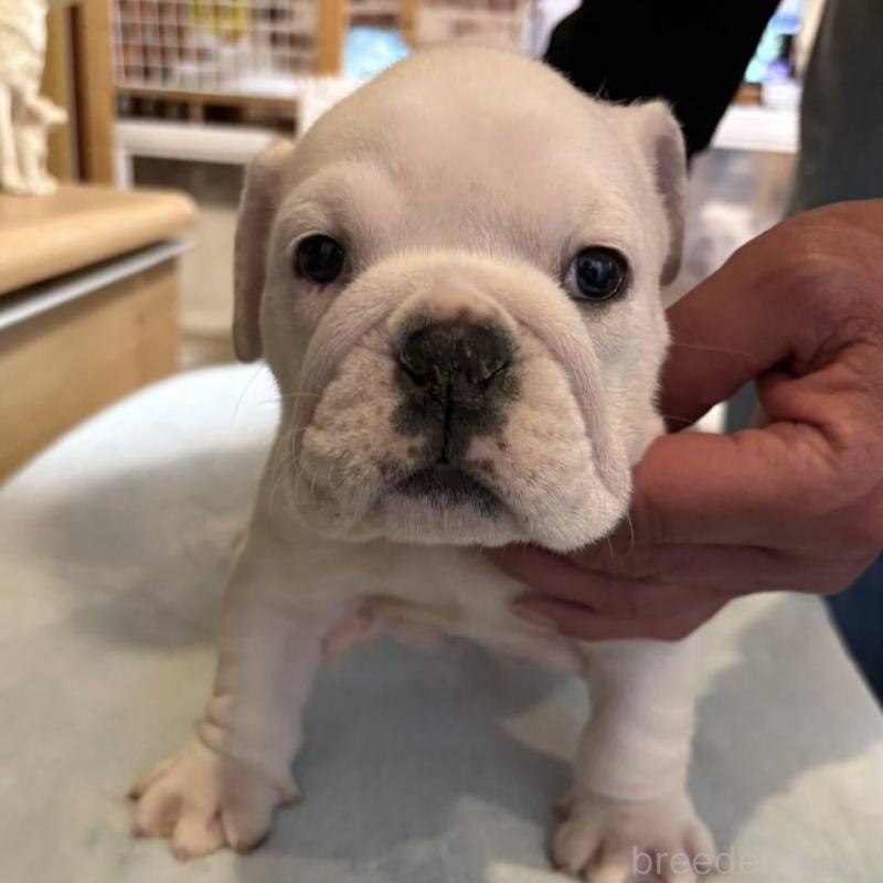 販売中の茨城県のブルドッグ-450435の1枚目