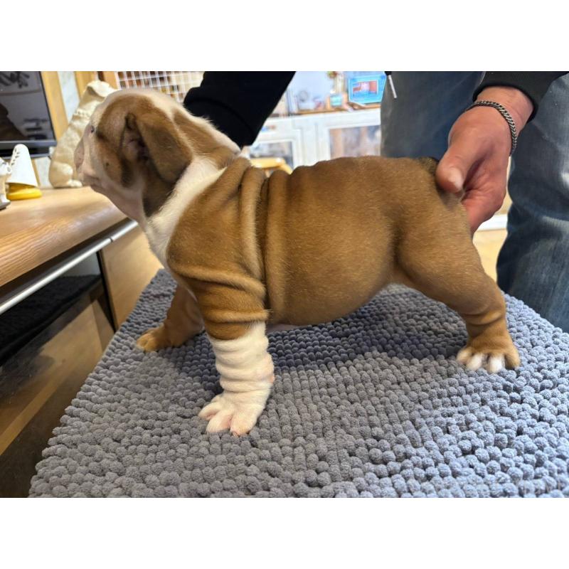 販売中の茨城県のブルドッグ-450436の4枚目