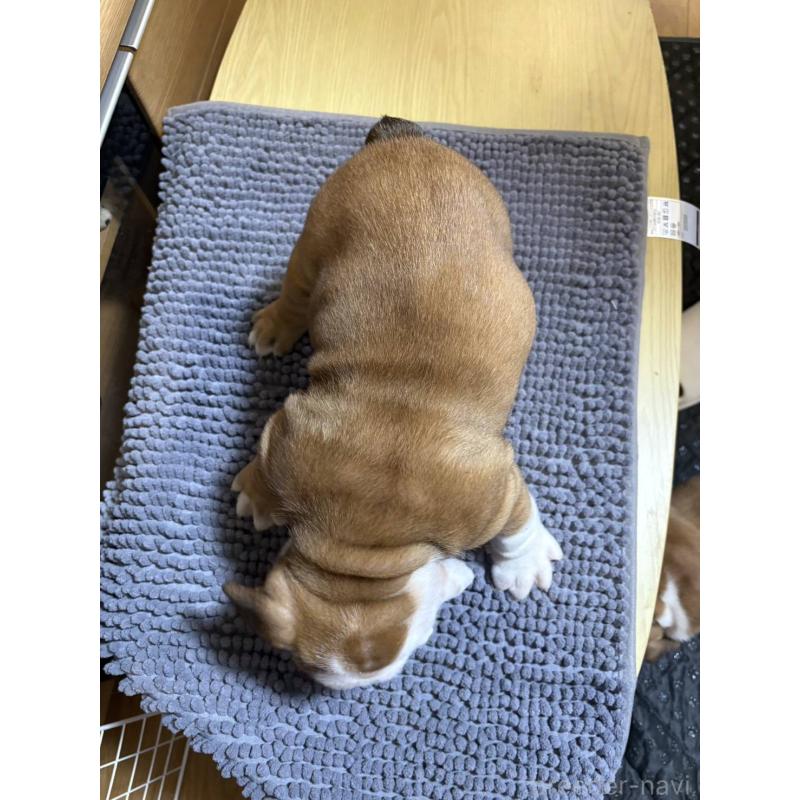 販売中の茨城県のブルドッグ-450436の2枚目