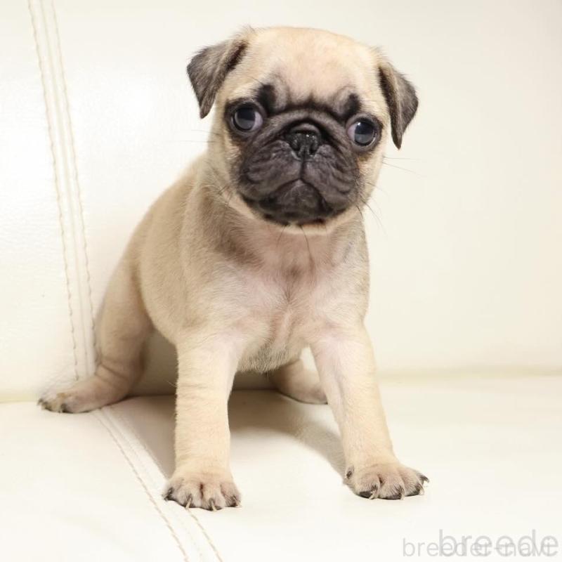 販売中の新潟県のパグ-450438