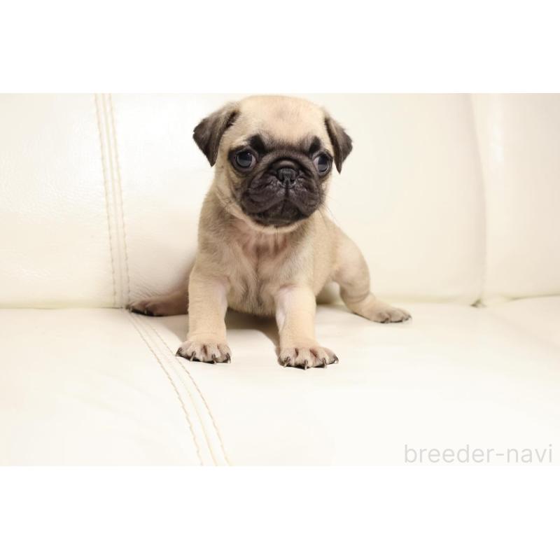 販売中の新潟県のパグ-450439の2枚目