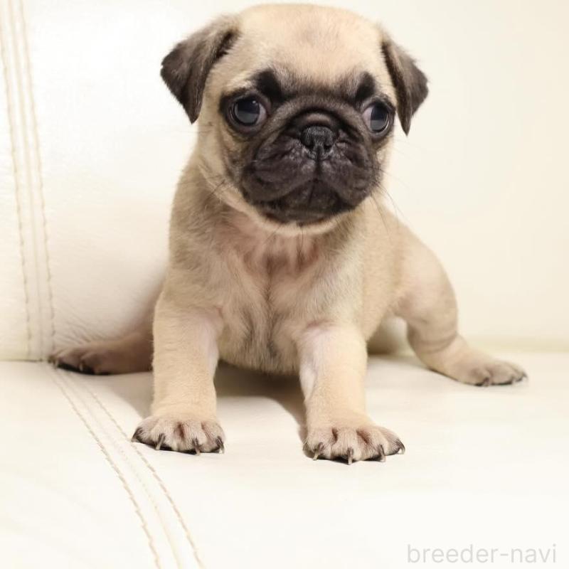 販売中の新潟県のパグ-450439の1枚目