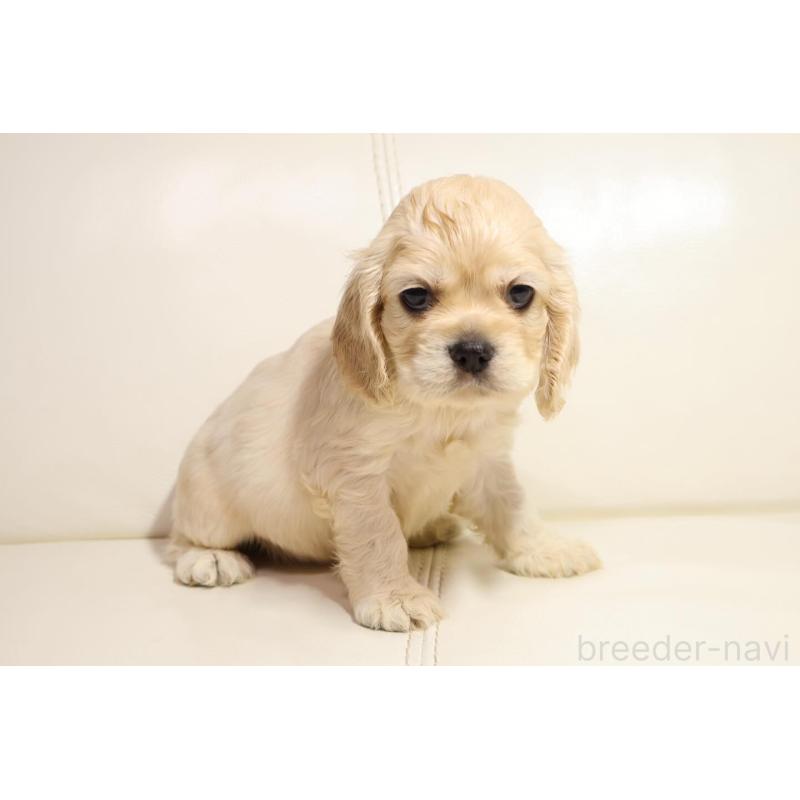 販売中の新潟県のアメリカンコッカースパニエル-450440の2枚目