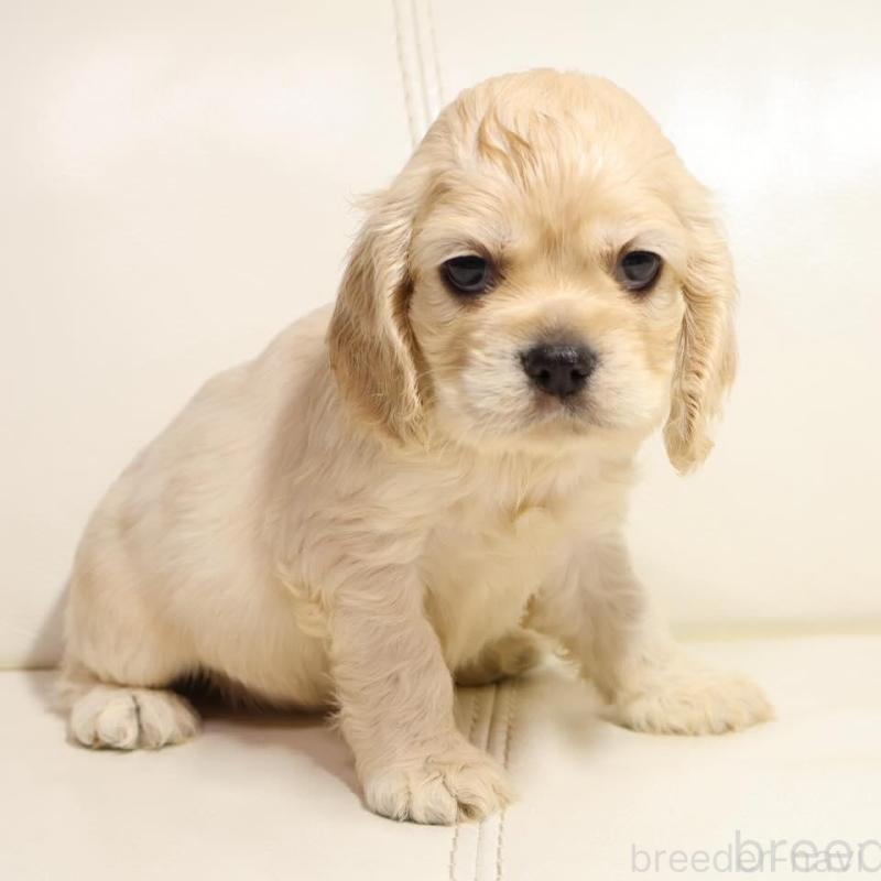 販売中の新潟県のアメリカンコッカースパニエル-450440