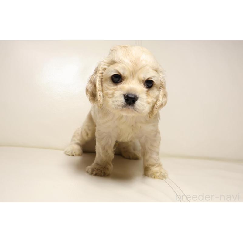 販売中の新潟県のアメリカンコッカースパニエル-450441の2枚目