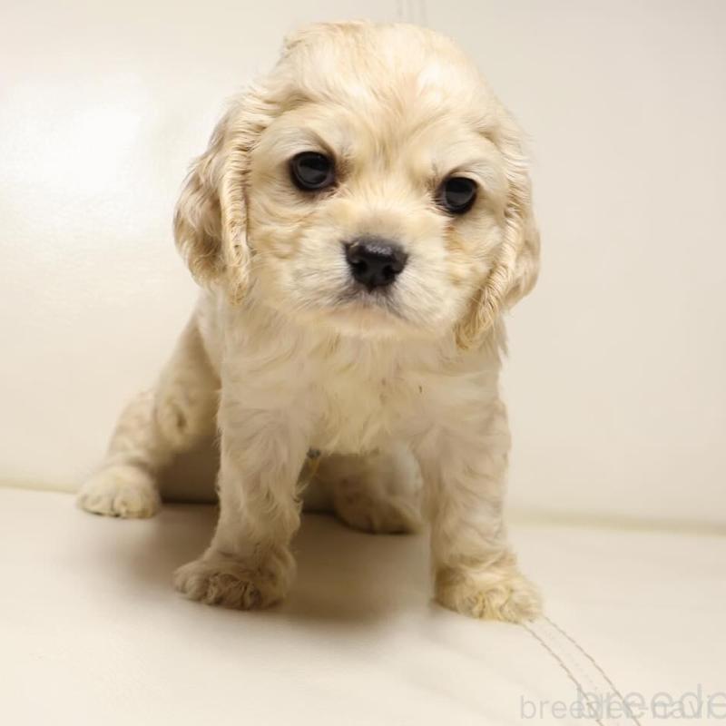 販売中の新潟県のアメリカンコッカースパニエル-450441の1枚目