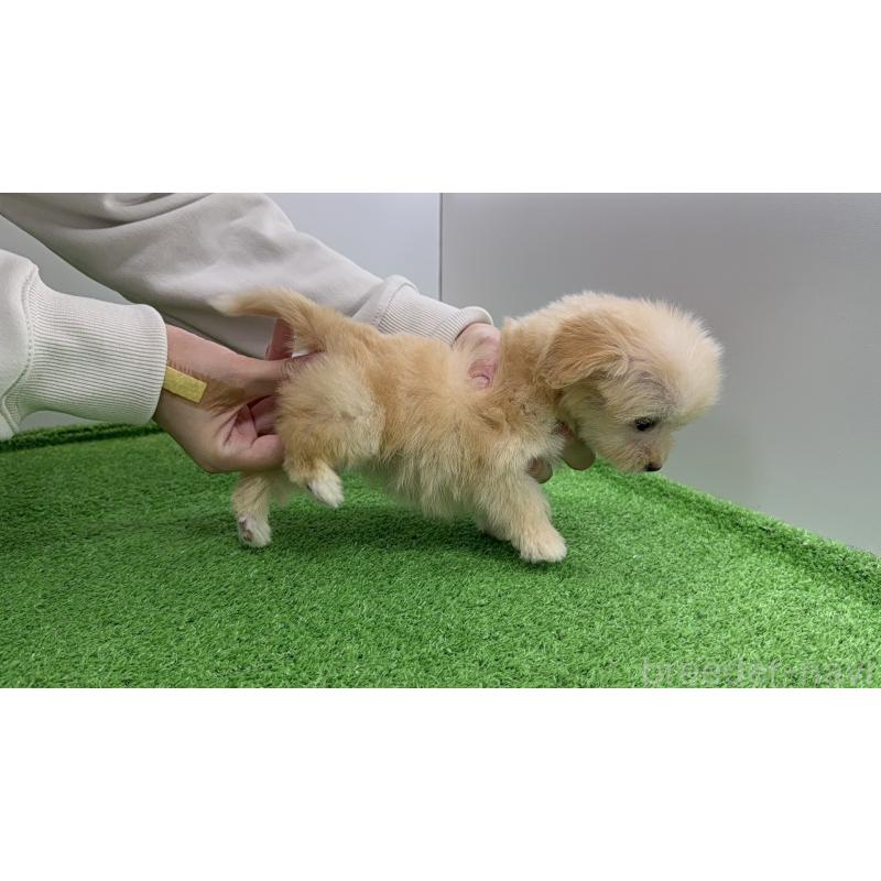 販売中の新潟県のマルプー:マルチーズ×トイプードル-450442の11枚目