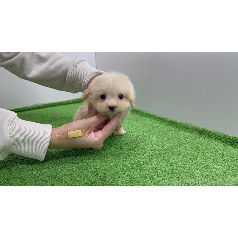 販売中の新潟県のマルプー:マルチーズ×トイプードル-450442の10枚目