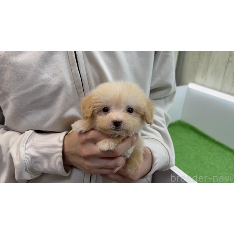 販売中の新潟県のマルプー:マルチーズ×トイプードル-450442の9枚目