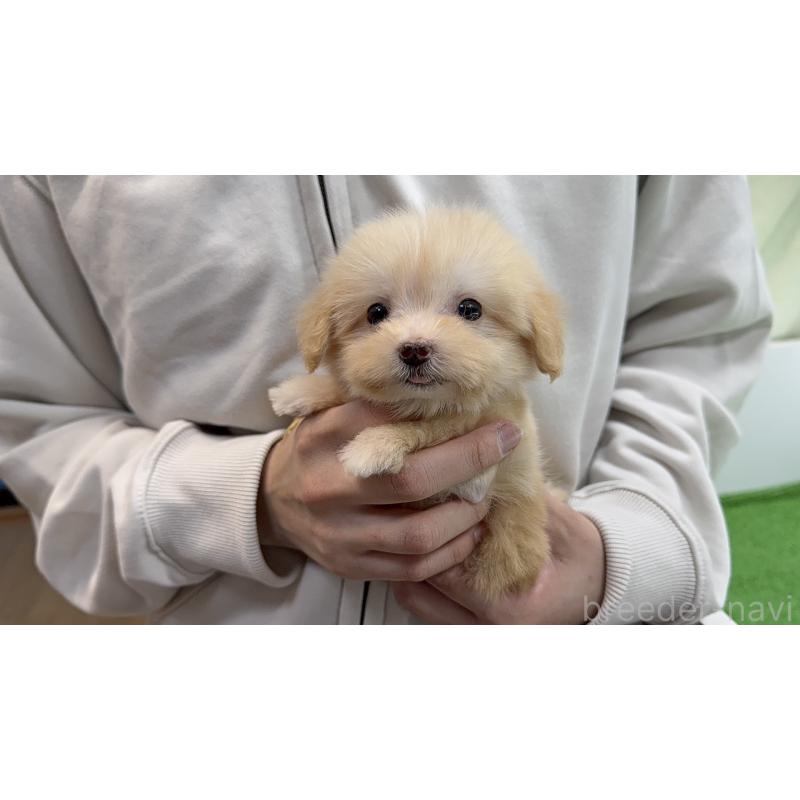 販売中の新潟県のマルプー:マルチーズ×トイプードル-450442の7枚目