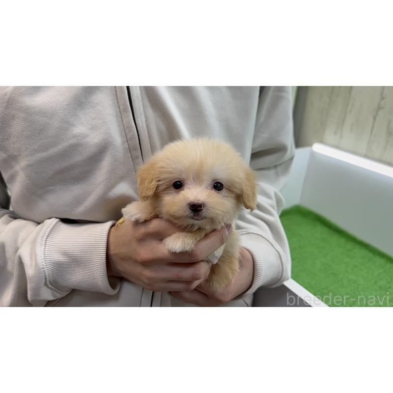 販売中の新潟県のマルプー:マルチーズ×トイプードル-450442の5枚目