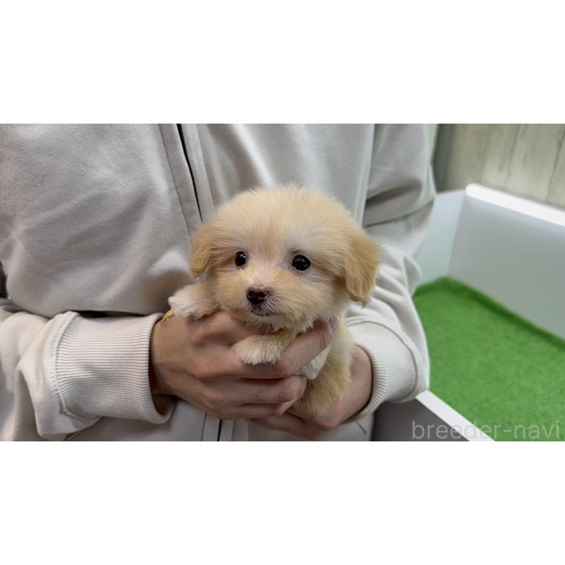 販売中の新潟県のマルプー:マルチーズ×トイプードル-450442の4枚目