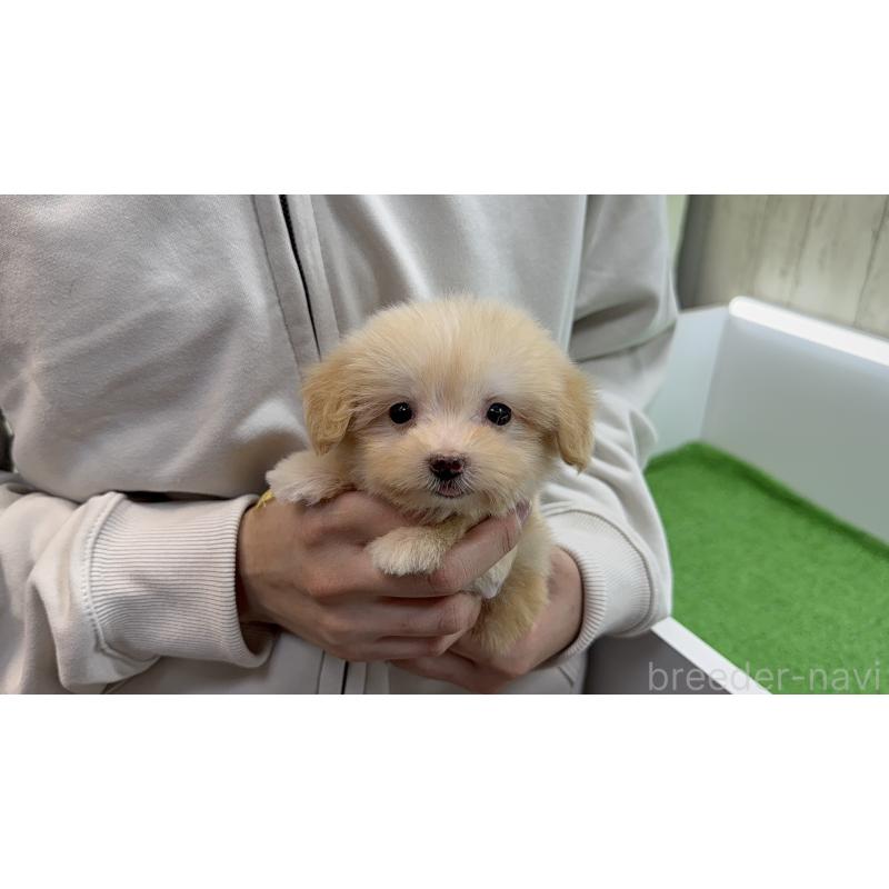 販売中の新潟県のマルプー:マルチーズ×トイプードル-450442の3枚目