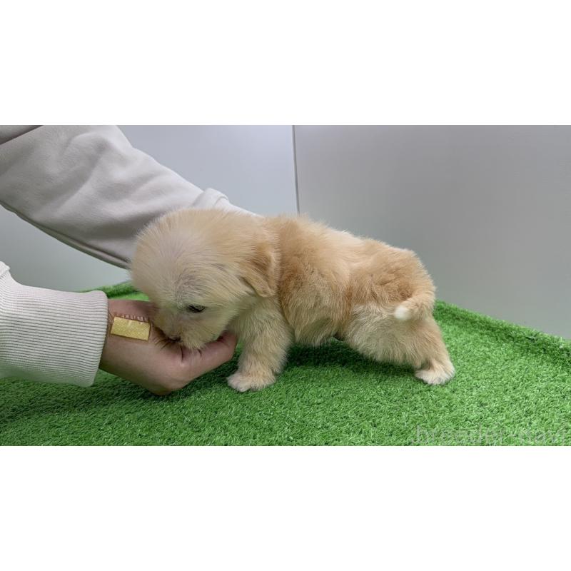 販売中の新潟県のマルプー:マルチーズ×トイプードル-450442の2枚目