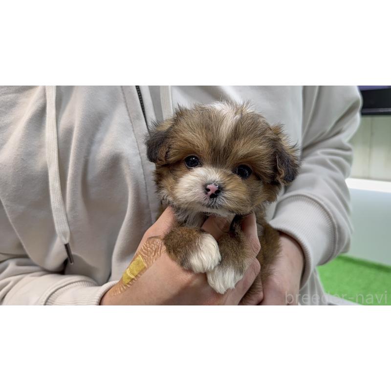 販売中の新潟県のチワプー:チワワ×トイプードル-450444の12枚目