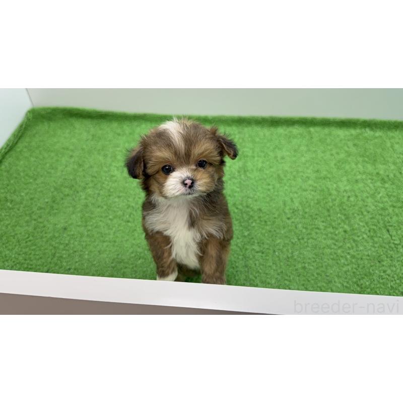 販売中の新潟県のチワプー:チワワ×トイプードル-450444の10枚目