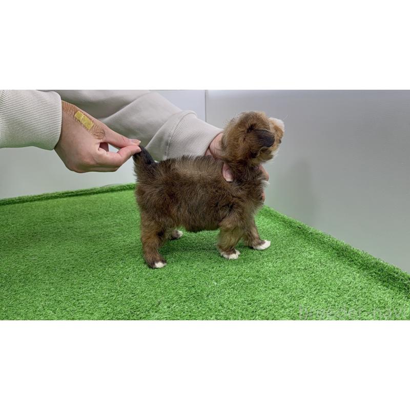 販売中の新潟県のチワプー:チワワ×トイプードル-450444の7枚目