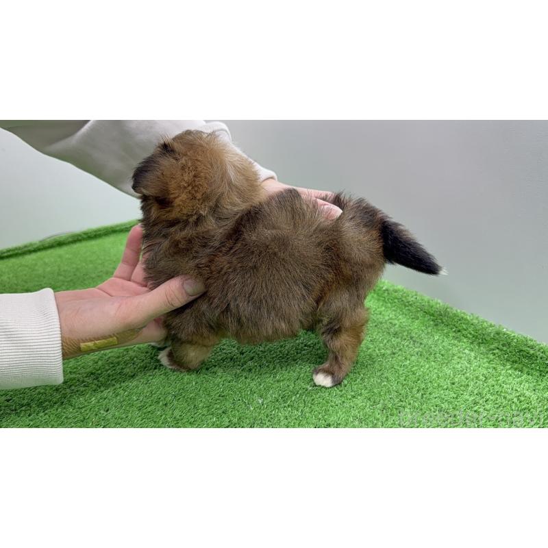 販売中の新潟県のチワプー:チワワ×トイプードル-450444の6枚目