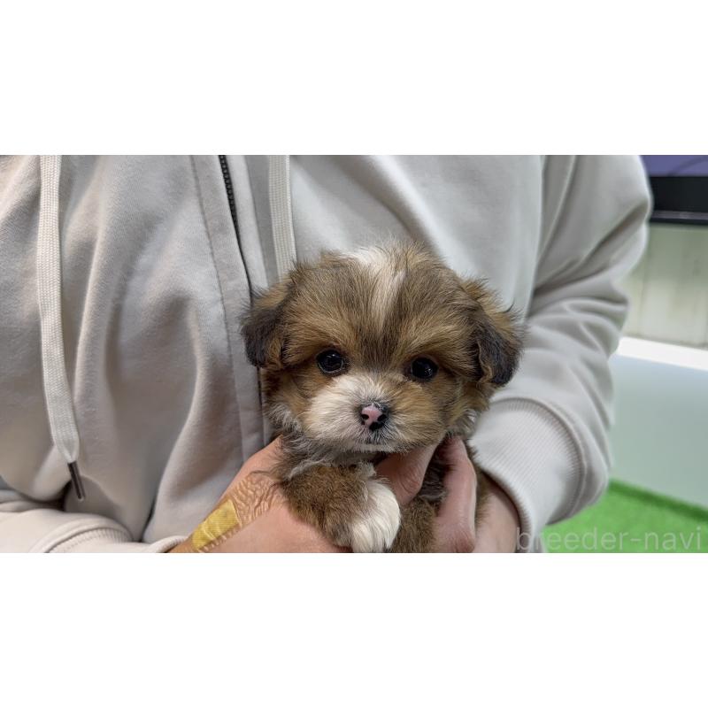 販売中の東京都のチワプー:チワワ×トイプードル-450445の12枚目