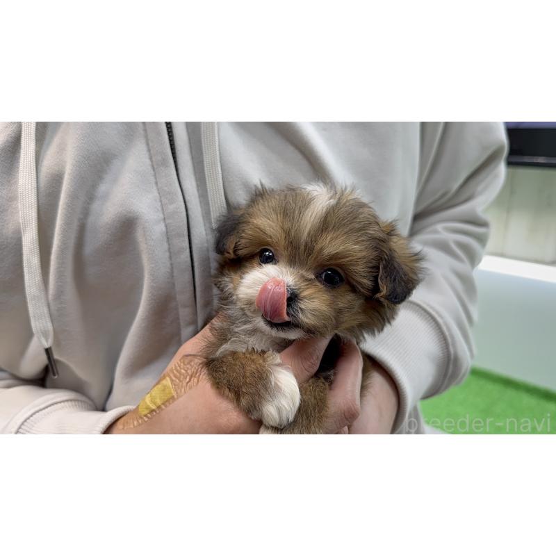 販売中の東京都のチワプー:チワワ×トイプードル-450445の10枚目