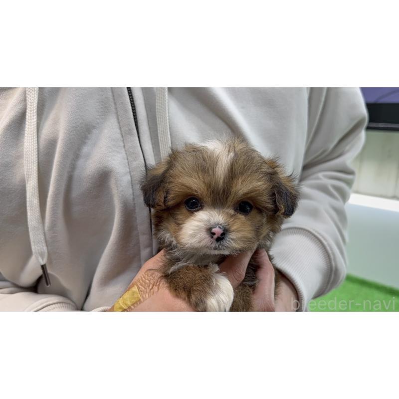 販売中の東京都のチワプー:チワワ×トイプードル-450445の9枚目