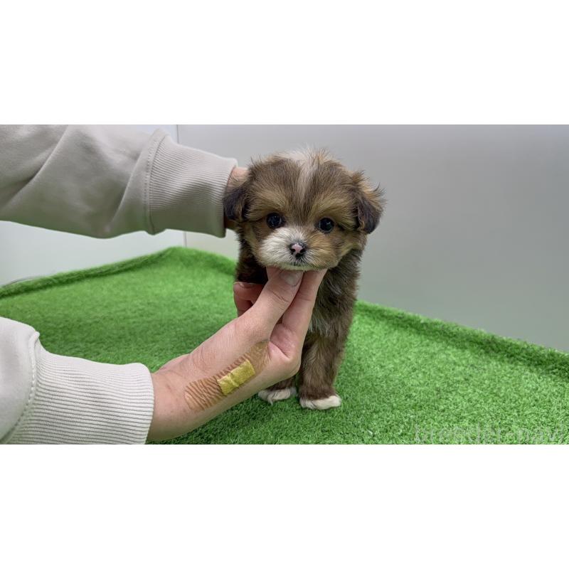 販売中の東京都のチワプー:チワワ×トイプードル-450445の8枚目