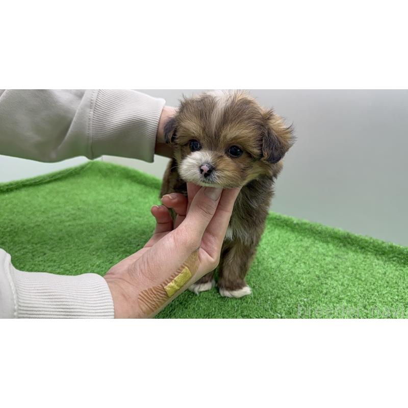 販売中の東京都のチワプー:チワワ×トイプードル-450445の7枚目
