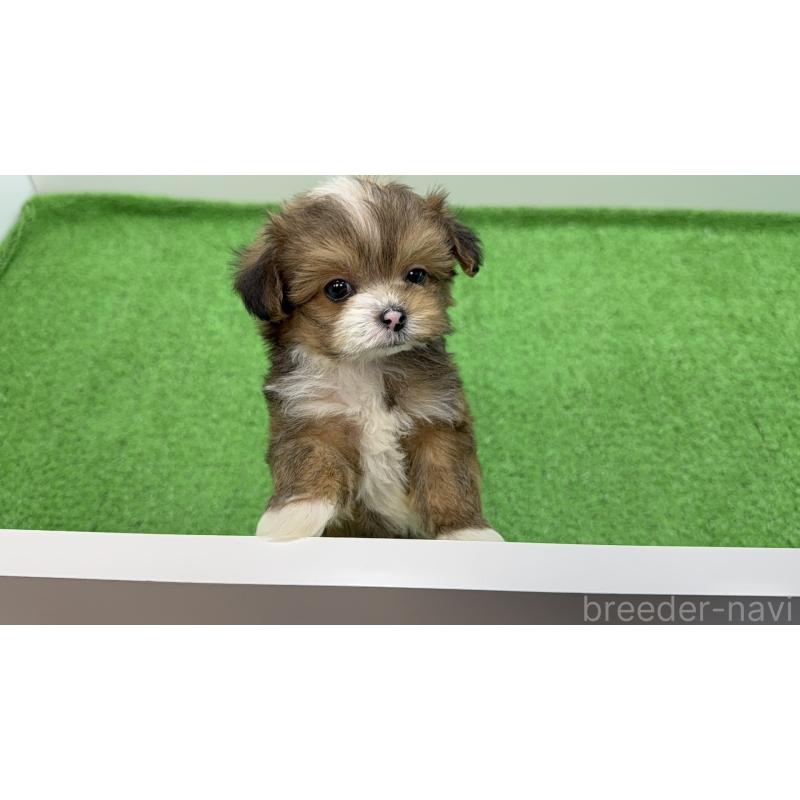 販売中の東京都のチワプー:チワワ×トイプードル-450445の5枚目